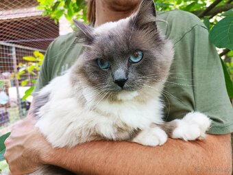 Ragdoll - 6