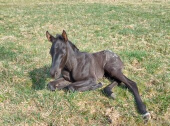 Letošní klisnička Appaloosa - 6