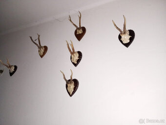 Trofeje, srnčí parůžky - 6