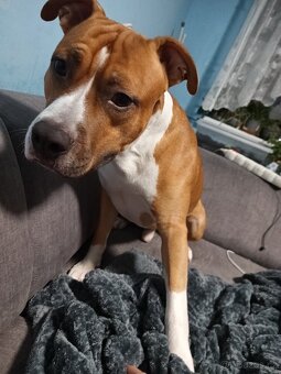 Nabízím krytí Amstaff s PP bez uchovnění - 6