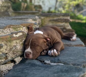 American Bully XL - 6