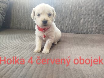 Zlatý retrívr / retriever - 6