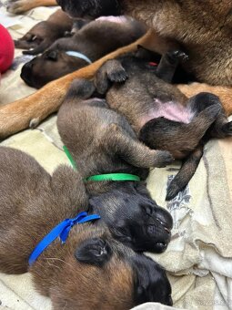 Štěňata Belgický ovčák malinois s PP - pracovní spojení - 6
