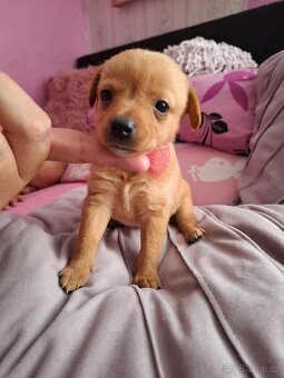 Stěně Pinč X Jack Russell - 6