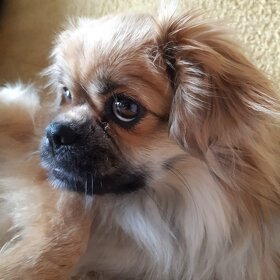 Tibetský španěl s PP ke krytí - 6