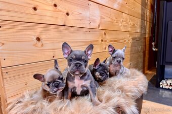 Francouzsky buldoček - 6