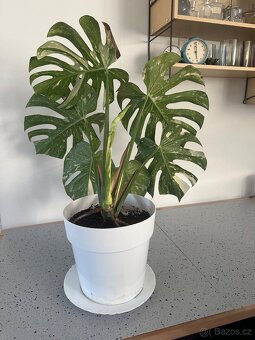 Monstera Thai pokojová květina - 6