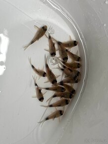 Corydoras Panda - 6