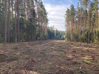 Lesní pozemek Újezdec u Kardašovy Řečice - 6