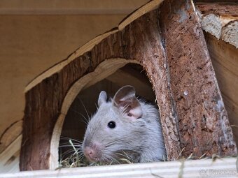 Osmak degu - 6