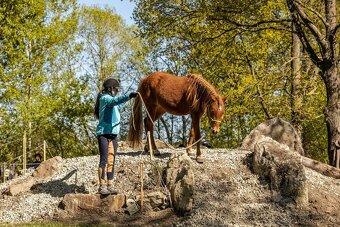 3 letá klisna pony x QH - 6