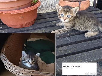 Daruji koťata, Kočka domácí-mourek, viz. foto - 6