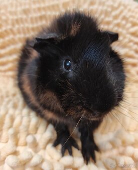 Morčata, morče, morčátka kluci i holky - 6