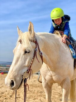 Nádherný PALOMINO 8mi letý valach AQHA - 6