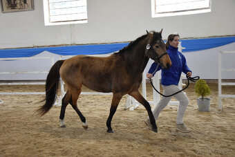 Připouštění hřebecem ČSP Český sportovní pony 141cm plavák - 6