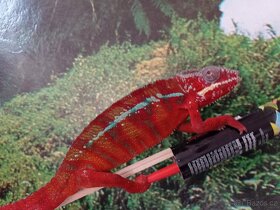 Chameleon pardáli - 6