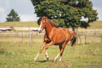 Klisna sportovního knabstruppera - 6