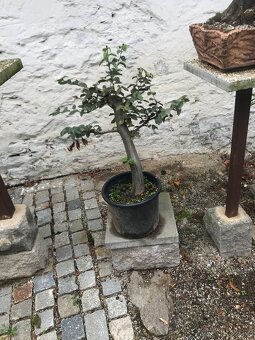 Bonsai Bonsaj - 6