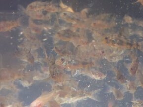 Mečovka Mex. Cometa a panceřníček C. Paleatus - 6