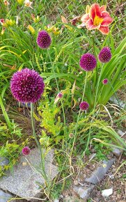 Allium sphaerocephalon - česnek kulatohlavý 1000 semen 50 Kč - 6