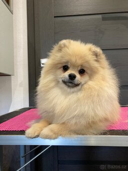 Pomeranian s PP/ FCI - 6