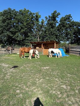 Hřebeček Irský cob - 6