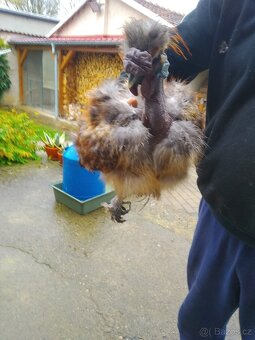 Kohouti Hedvábničky holokrčky a bílé velké vousaté - 6