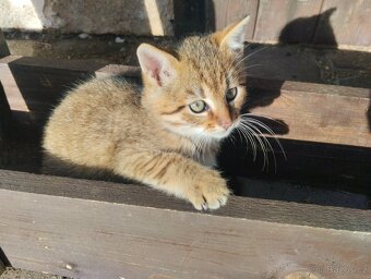 Daruji koťátka - 6