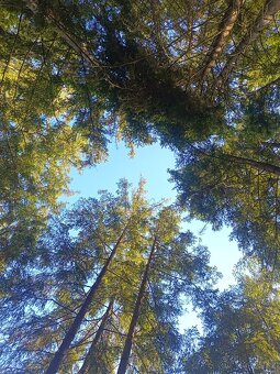 Chata na Hracholuskách mám zájem o pronájem dlouhodobě. - 6