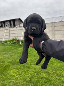 Predám Cane corso šteniatka - 6