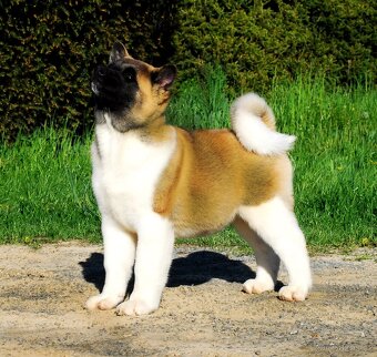 Americká Akita - 6