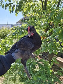 Kohoutci Marans měděnokrká a Hamburčanka - 6