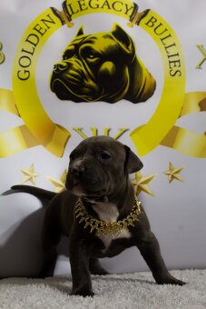 GLB TOKIO & CROWN BULLYS BARON American Bully - 6