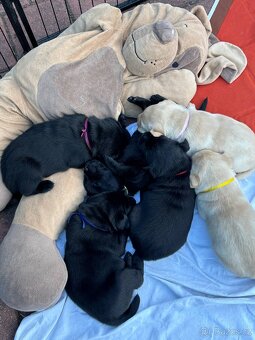 Labrador retriever - 6