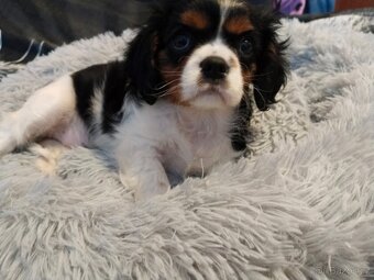 kavalír king charles španěl - 6