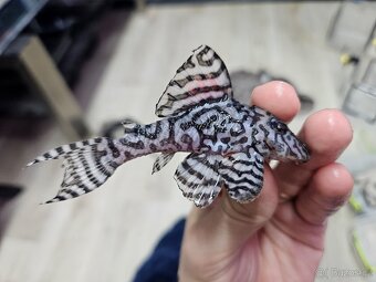 L 236 Super White - dospelá skupinka - 6