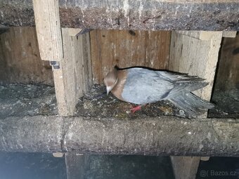 Slepice perličky, holubi - 6