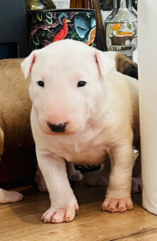 Bullterrier, Bullterier, Bulterier - 6