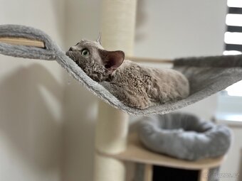 Devon Rex - 6