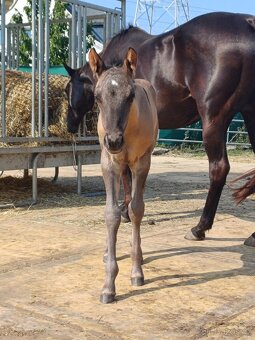 LUXUSNÍ QUARTER HORSE GRULLO HOMOZYGOT NA ČERNOU - 6