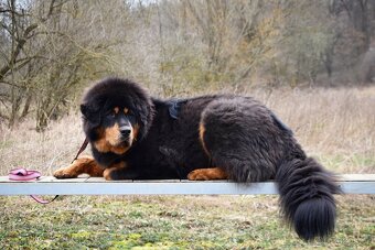 Tibetská doga - štěňátka s PP - rezervace 2025/2026 - 6