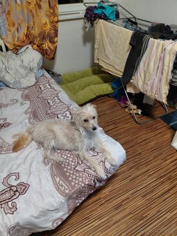 štěňata na prodej - 6