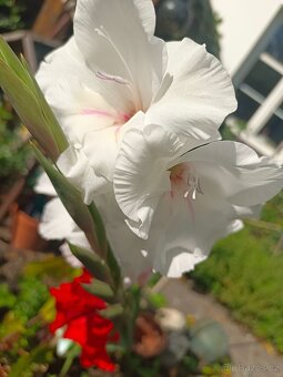 Hledám chatu k pronájmu Plzeň  Rokycany Dobřív, Strašice aj - 6