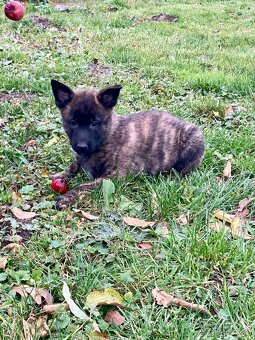 Prodám štěňátka - 6