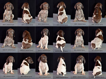 Štěňátka NKO - Německý ohař krátkosrtstý - 6