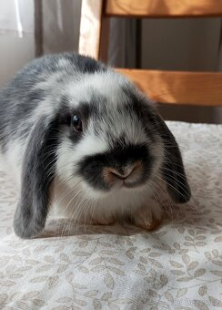 Zakrslý beránek králíček - 6