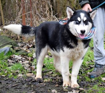 TAMINO K ADOPCI - SKORO ROČNÍ, S DVOUBAREVNÝMA KUKADLAMA - 6