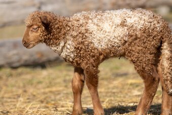 Cápova ovce - ovečky a beránci Hortobagy racka sheep - 6