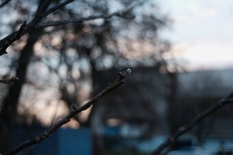 Beroflex W.W. auto 35mm f/2.8 - (M42) - 6