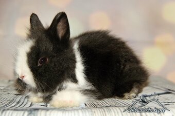 Zakrslí králíčci Teddy s VP (Vánoční miminka)-doprava po ČR - 6